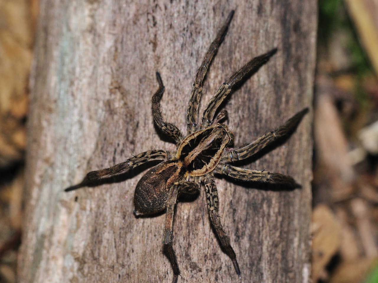 Hogna radiata